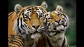 tigrar par.jpg