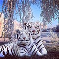 tigrar.jpg